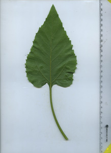 leafbottom