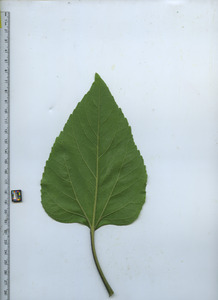 leafbottom