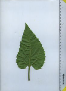 leafbottom