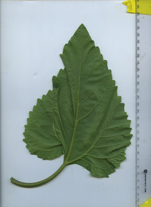leafbottom