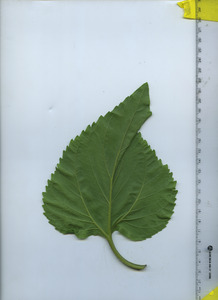 leafbottom