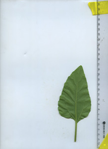 leafbottom