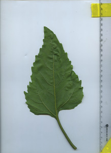 leafbottom