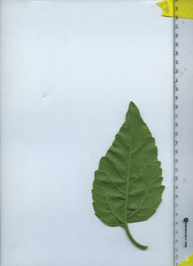 leafbottom