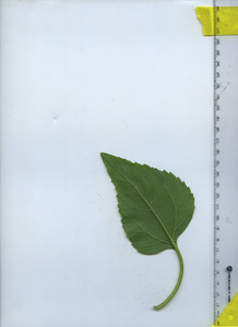leafbottom