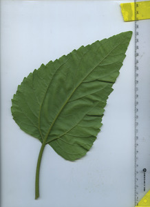 leafbottom