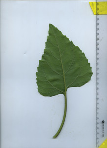 leafbottom