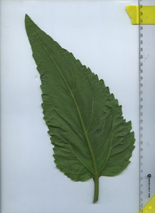 leafbottom