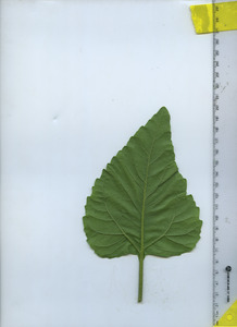 leafbottom