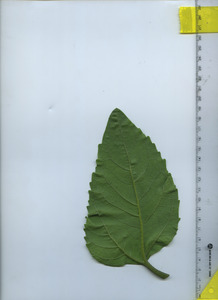 leafbottom