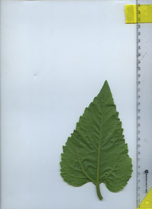leafbottom