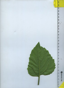 leafbottom