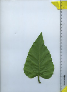 leafbottom