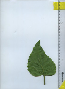 leafbottom