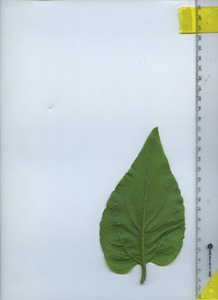 leafbottom