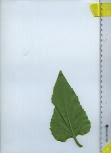 leafbottom