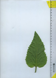 leafbottom