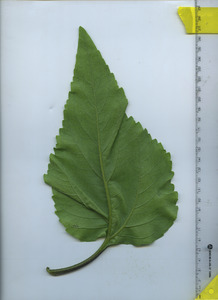 leafbottom