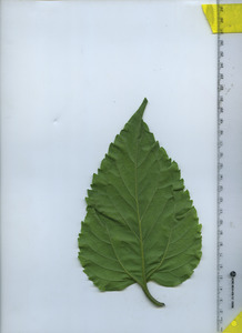 leafbottom