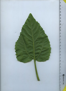 leafbottom