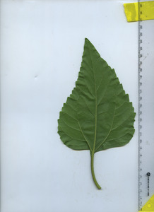 leafbottom
