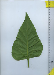 leafbottom