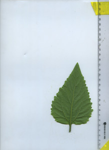 leafbottom