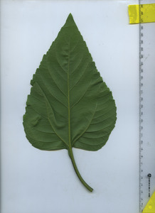 leafbottom