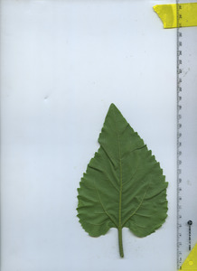 leafbottom
