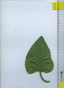leafbottom