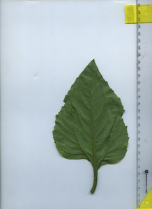 leafbottom
