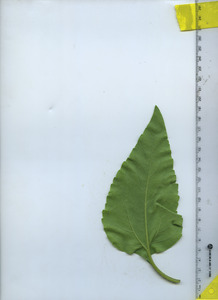 leafbottom