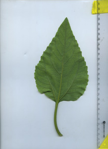 leafbottom