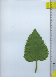 leafbottom