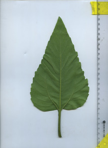 leafbottom