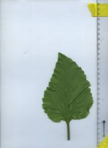 leafbottom
