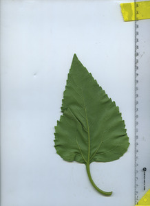 leafbottom
