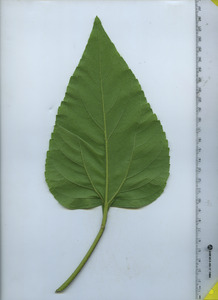 leafbottom