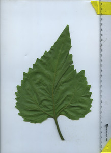 leafbottom