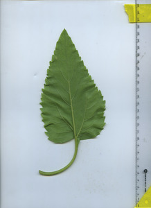 leafbottom