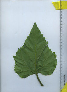 leafbottom