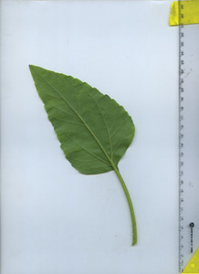 leafbottom