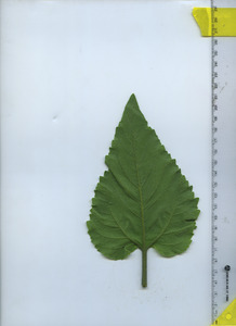 leafbottom