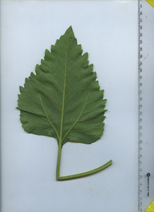 leafbottom
