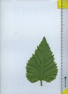 leafbottom