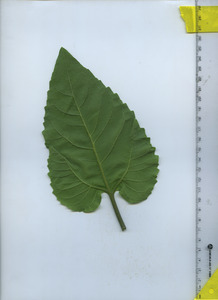 leafbottom