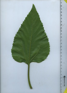 leafbottom