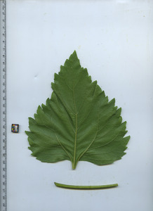 leafbottom