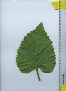 leafbottom