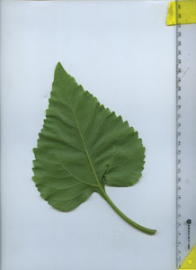 leafbottom